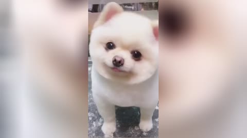 Cute Puppy Love Status Download 